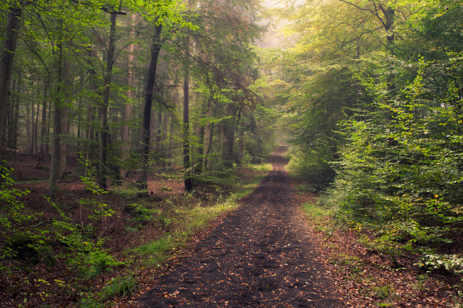 Dame Vollbusige Wald Kuessen